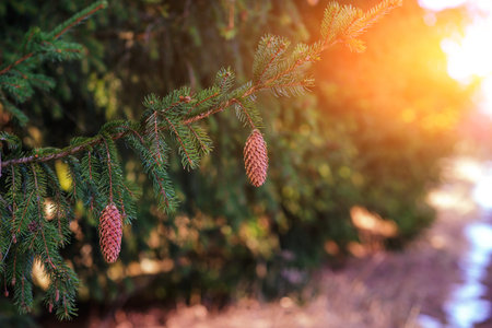 Pine branches covered with frost in winter day miracle
