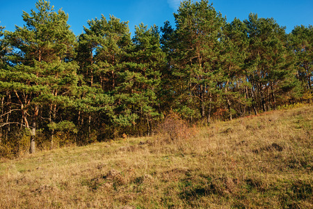 Landscape with blue sky and autumn wood with trees and brush upon grassland hillの写真素材