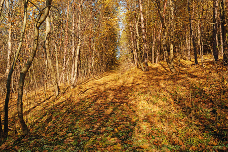 landscape of bright sunny autumn forest with orange trees and foliage and trail.の写真素材
