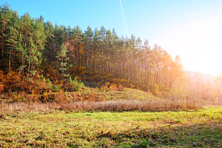Landscape with blue sky and autumn wood with trees and brush upon grassland hillの写真素材