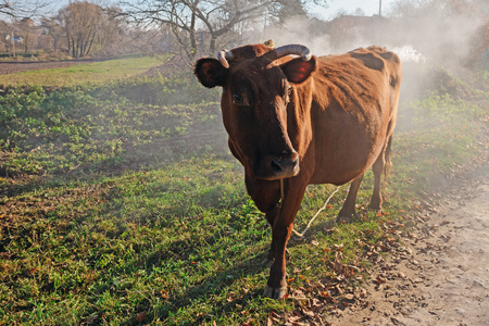 One horned brown cow in a full height on the autumn fumed glade is looking at the camera.の写真素材