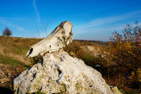 Close-up background of bull's head skeleton lies on the stone against the background of the greenfield.の写真素材