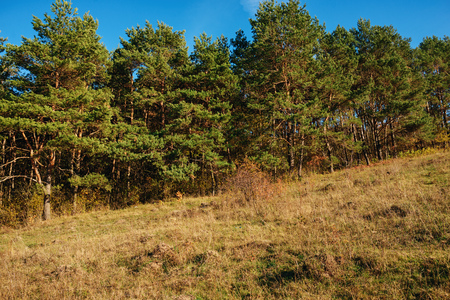 Landscape with blue sky and autumn wood with trees and brush upon grassland hillの写真素材
