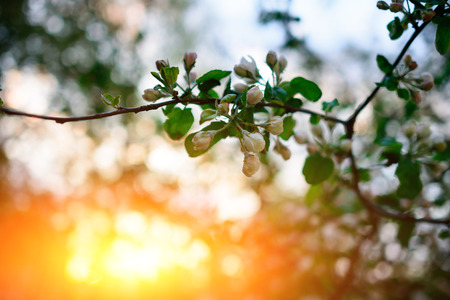 Blooming almond tree on the blue sky background. Blooming tree at spring, plant blossom abstract background, seasonal nature beauty, dreamy soft focus pictureの写真素材