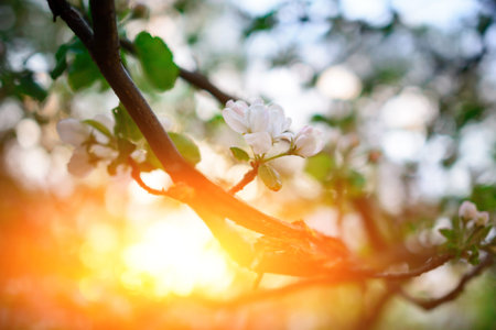 Blooming almond tree on the blue sky background. Blooming tree at spring, plant blossom abstract...