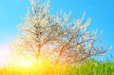 Spring blossom on apple a wonderful spring dayの写真素材