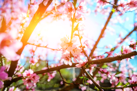 Blooming cherry tree branches against a cloudy blue skyの写真素材