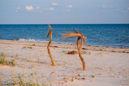 Two palm trees on the tropical beach.の写真素材
