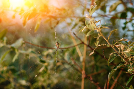 Argiope bruennichi is a species of orb-web spider distributed throughout central Europe, northern...