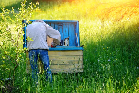 Apiary. The beekeeper works with bees near the hives.の写真素材