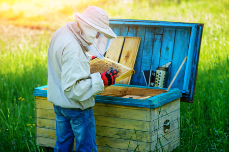 Apiary. The beekeeper works with bees near the hives.の写真素材