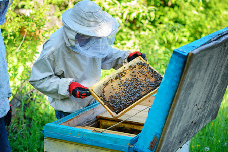 Apiary. The beekeeper works with bees near the hives.の写真素材