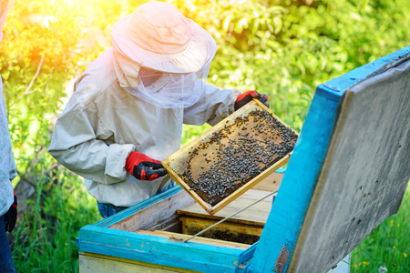 Apiary. The beekeeper works with bees near the hives.の写真素材