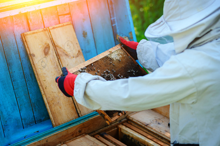 Apiary. The beekeeper works with bees near the hives.の写真素材