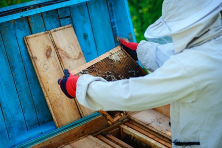 Apiary. The beekeeper works with bees near the hives.の写真素材