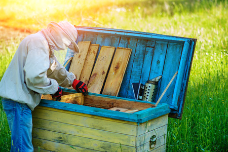 Apiary. The beekeeper works with bees near the hives.の写真素材