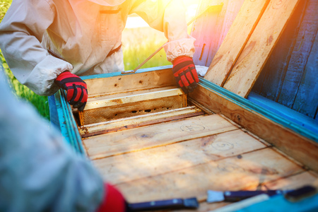 Two beekeepers work on an apiary. Summer.の写真素材