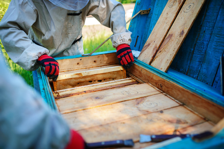 Two beekeepers work on an apiary. Summer.の写真素材