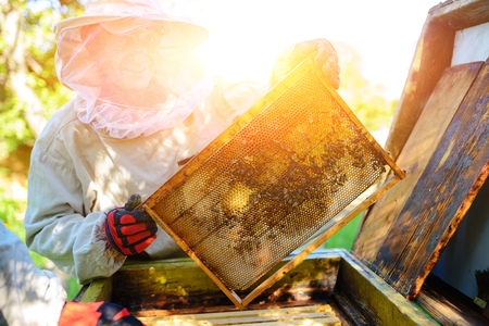 The beekeeper takes the frame with honeycomb from the hive.の写真素材