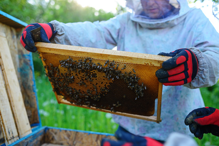 The beekeeper takes the frame with honeycomb from the hive.の写真素材