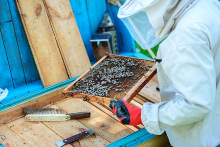 Apiary. The beekeeper works with bees near the hives.の写真素材