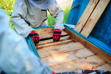 Two beekeepers work on an apiary. Summer.の写真素材