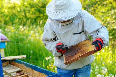 Two beekeepers work on an apiary. Summer.の写真素材