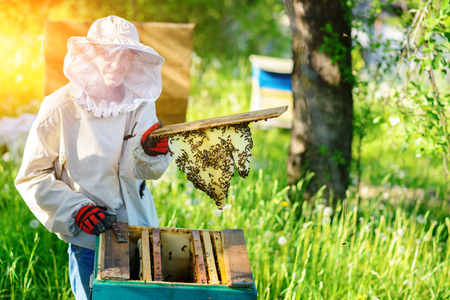 The beekeeper takes the frame with honeycomb from the hive.の写真素材