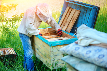 Apiary. The beekeeper works with bees near the hives.の写真素材