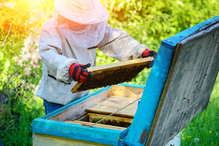 Apiary. The beekeeper works with bees near the hives.の写真素材