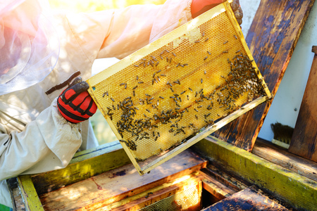 The beekeeper takes the frame with honeycomb from the hive.の写真素材
