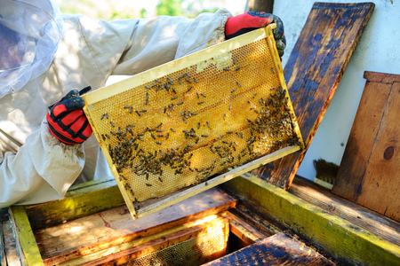The beekeeper takes the frame with honeycomb from the hive.の写真素材