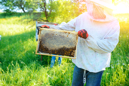 Beekeeper holding frame of honeycomb with bees.の写真素材