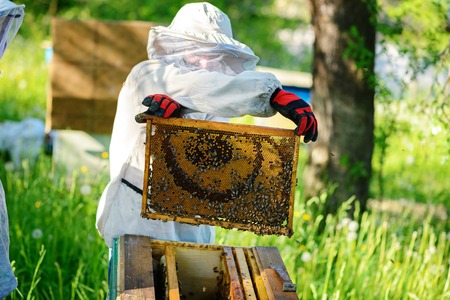 The beekeeper takes the frame with honeycomb from the hive.の写真素材