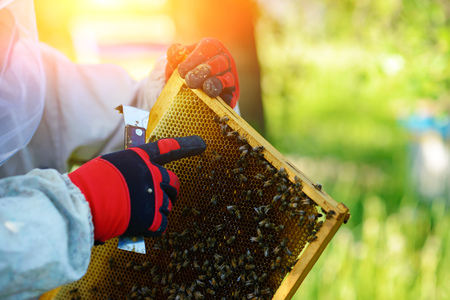 The beekeeper takes the frame with honeycomb from the hive.の写真素材