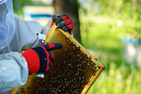 The beekeeper takes the frame with honeycomb from the hive.の写真素材