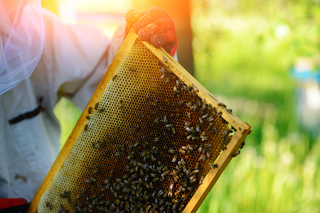 The beekeeper takes the frame with honeycomb from the hive.の写真素材