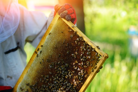 The beekeeper takes the frame with honeycomb from the hive.の写真素材