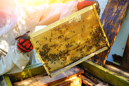 The beekeeper takes the frame with honeycomb from the hive.の写真素材