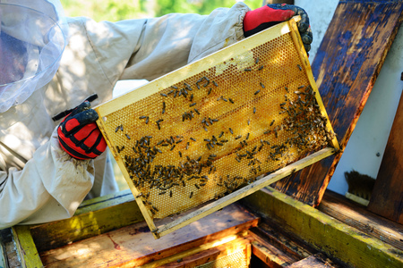 The beekeeper takes the frame with honeycomb from the hive.の写真素材