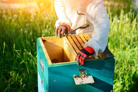 Two beekeepers work on an apiary. Summer.の写真素材