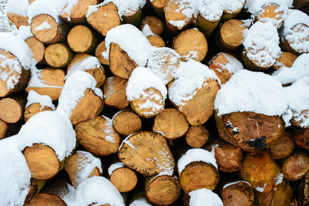 Logging stack in the forest during the winter.の写真素材