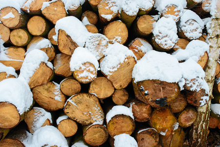 Logging stack in the forest during the winter.の写真素材