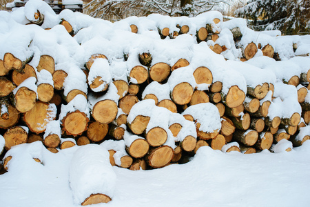 Logging stack in the forest during the winter.の写真素材