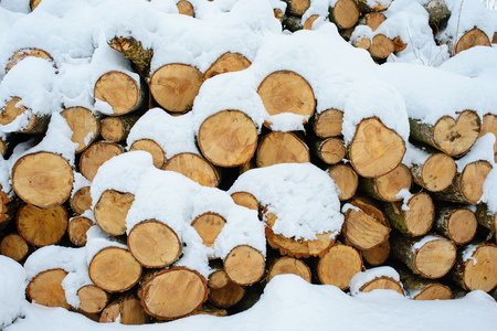 Logging stack in the forest during the winter.の写真素材