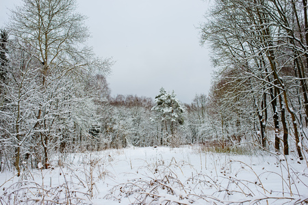 Sunset in the wood between the trees strains in winter period.の写真素材