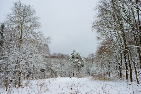 Sunset in the wood between the trees strains in winter period.の写真素材