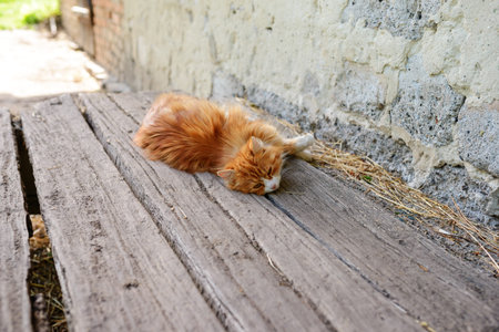Lazy red cat on sunny summer day. Selective focus.の写真素材