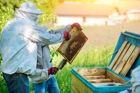 Two beekeepers work on an apiary. Summer.の写真素材