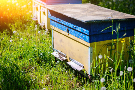 Polish landscape with beehives on ecological field.の写真素材